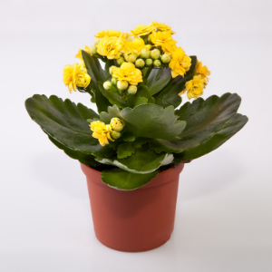 Kalanchoe Yellow