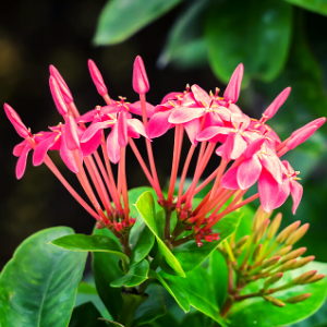 Ixora Pink - Plant