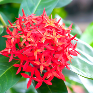 Ixora Red - Plant