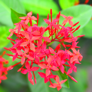 Ixora Red - Plant