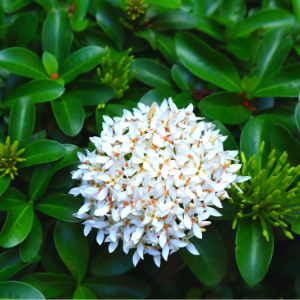 Ixora White - Plant