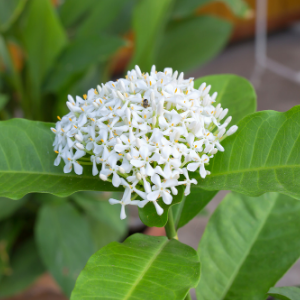 Ixora White - Plant