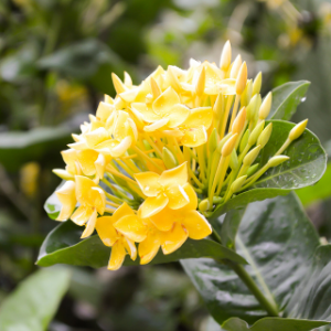 Ixora Yellow - Plant