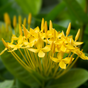 Ixora Yellow - Plant