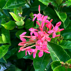 Ixora Pink - Plant