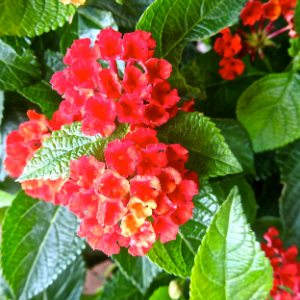 Lantana Red - Plant