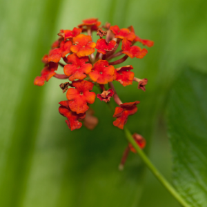 Lantana Red - Plant