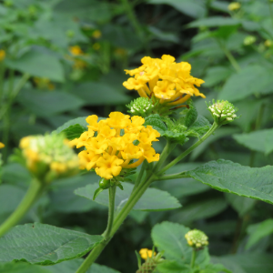 Lantana Yellow - Plant