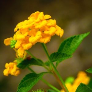 Lantana Yellow - Plant