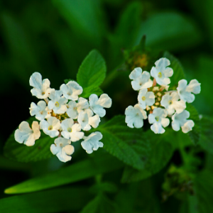 Lantana white - Plant