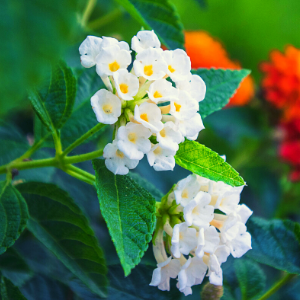 Lantana white - Plant