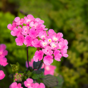 Lantana Pink - Plant