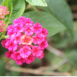 Lantana Pink - Plant