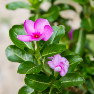 Vinca Pink - Plant