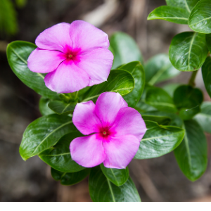 Vinca Pink - Plant