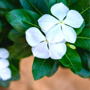 Vinca White - Plant