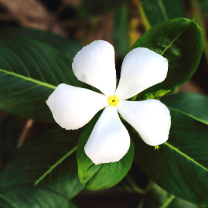 Vinca White - Plant