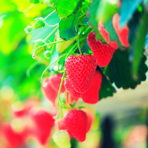 Strawberry plant