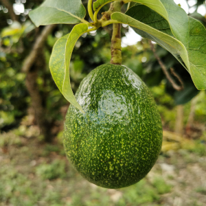 Butter fruit plant - Avocado