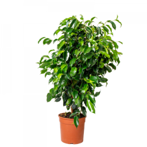 Ficus Black - Plant