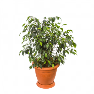 Ficus Black - Plant