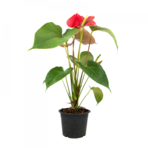 Anthurium Red - Plant