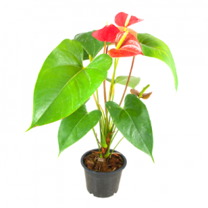 Anthurium Red - Plant