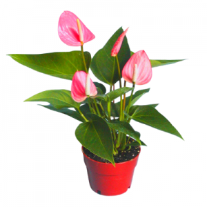 Anthurium Pink