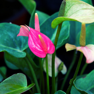 Anthurium Pink