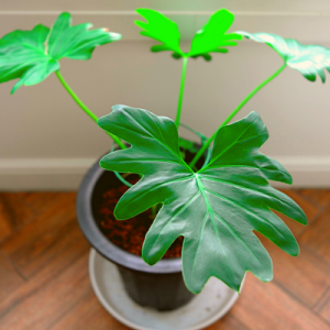 Philodendron Selloum - Plant