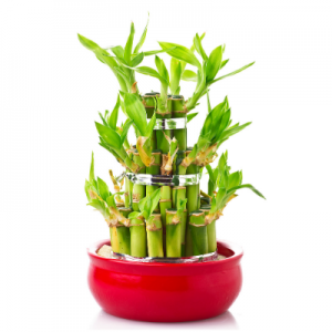 Lucky Bamboo -  3 Layer