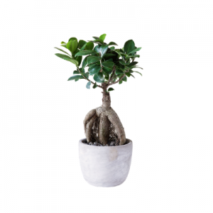 Ficus Bonsai Plant 1-2 years old