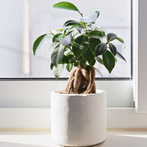 Ficus Bonsai Plant  4-5 years old