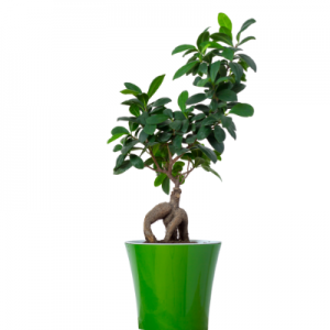 Ficus Bonsai Plant  4-5 years old