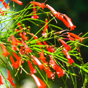 Russelia Red Plant