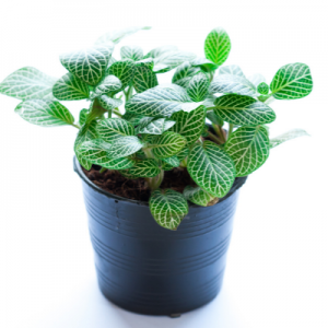 Fittonia White Nerve Plant