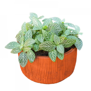 Fittonia White Nerve Plant