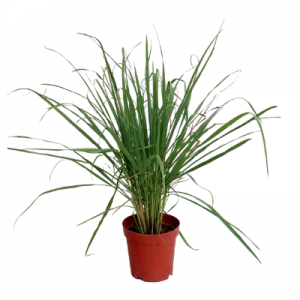 Lemon grass