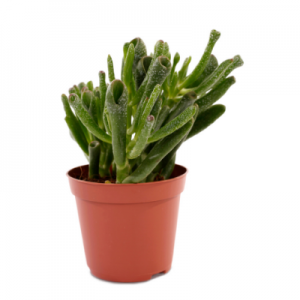 Crassula Gollum - Succulent Plant