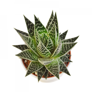 Aloe Tiki - Succulent Plant