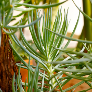 Senecio Barbertoni - Succulent Plant