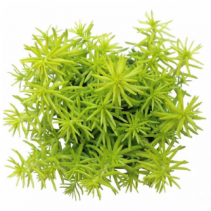 Sedum Aangelina Gold - Succulent Plant