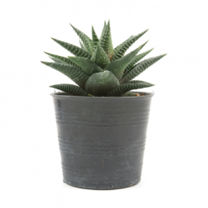 Haworthia Limifolia - Succulent Plant