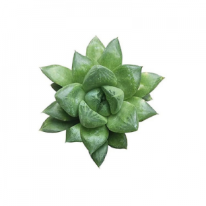Haworthia Cuspidata - Succulent Plant