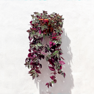 Wandering Jew - Hanging Plant