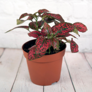 Polka Red - Hypoestes Red Plant