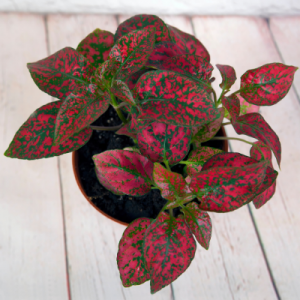 Polka Red - Hypoestes Red Plant