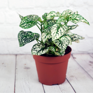 Polka White - Hypoestes White Plant