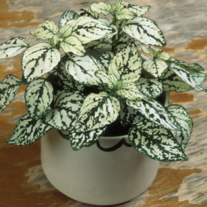 Polka White - Hypoestes White Plant