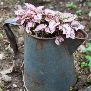 Polka Pink - Hypoestes Pink Plant